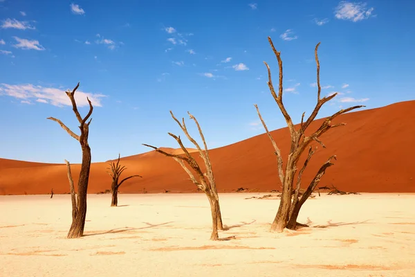 Elhalt fák deadvlei. — Stock Fotó