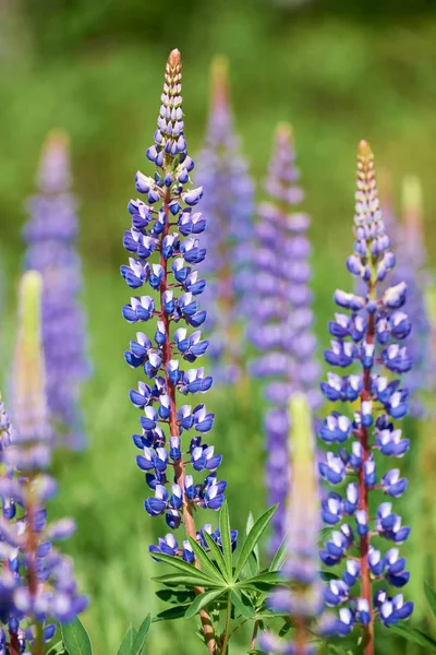 Kleurrijke Blauwe lupine — Stockfoto