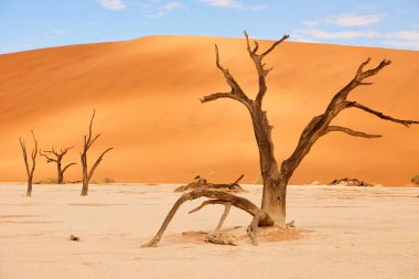 deadvlei Namib Çölü'nde, eski ölü ağaçlar