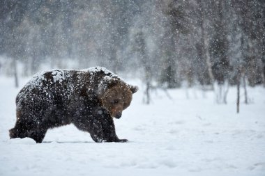 kahverengi ayı karda yürüme