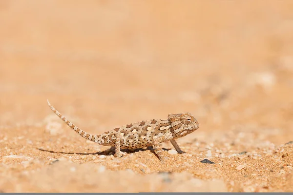 Baby Namaqua kameleont — Stockfoto