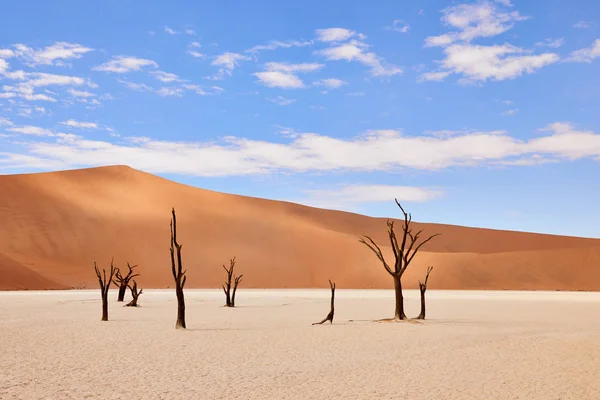 Namib Çölü'Deadvlei