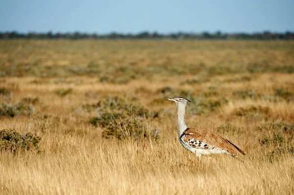 Kori bustard in the savannah — Stock Image Kori bustard in the savannah Royalty Free Stock Photos