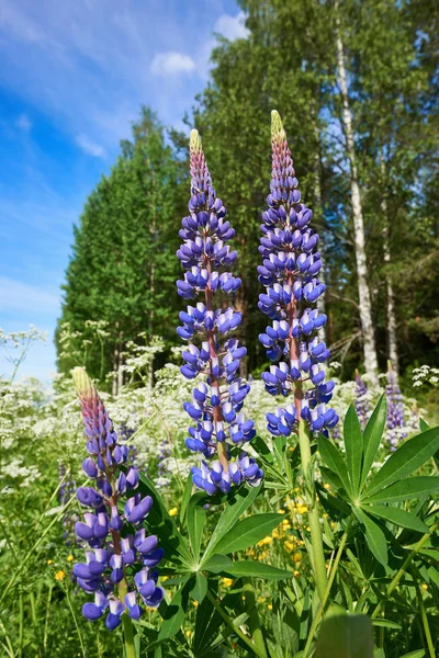 Kleurrijke Blauwe lupine — Stockfoto