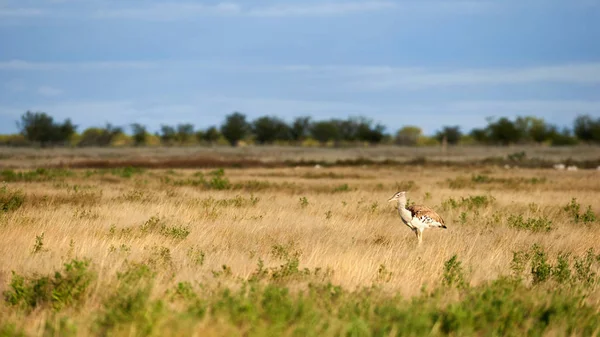 Kori bustard in the savannah — Stock Image Kori bustard in the savannah Royalty Free Stock Images