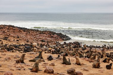 Kürk fokları Namibya kolonisi