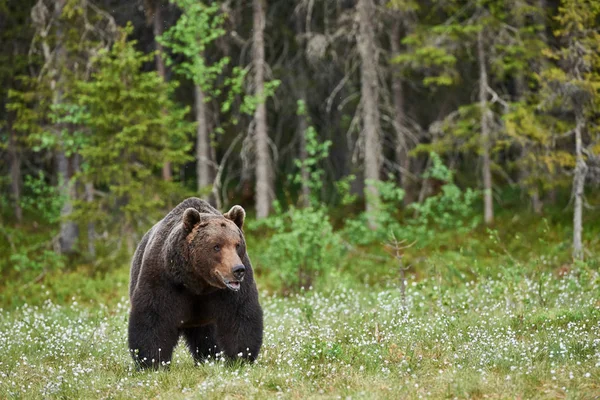 Großer Braunbär schaut sich um — Stockfoto