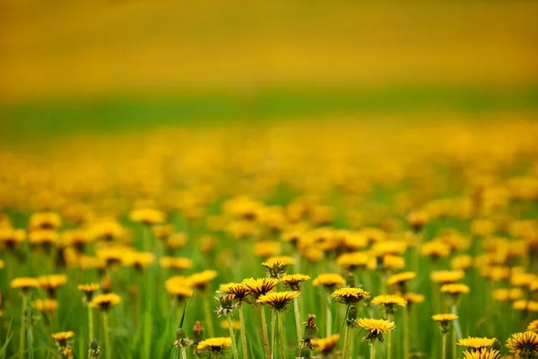 Intentionally blurred field of dandelions — Stock Photo, Image