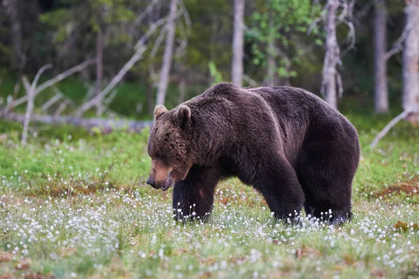 Urso macho — Fotografia de Stock