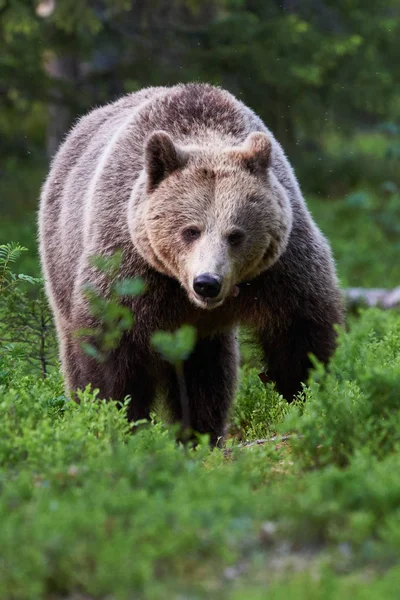 Бурый медведь в лесу — стоковое фото