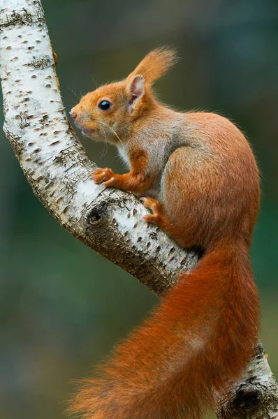 Rode eekhoorn op een boom — Stockfoto