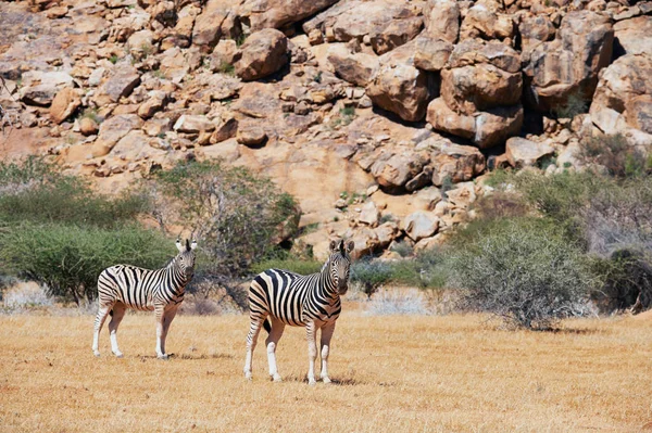 在纳米比亚粗黑的斑马 — 图库照片