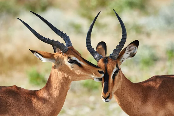 Δύο μαύρες που αντιμετωπίζουν impala — Φωτογραφία Αρχείου