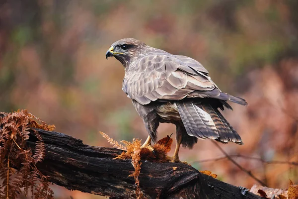 Buzzard perched on a branch — Stock Photo, Image