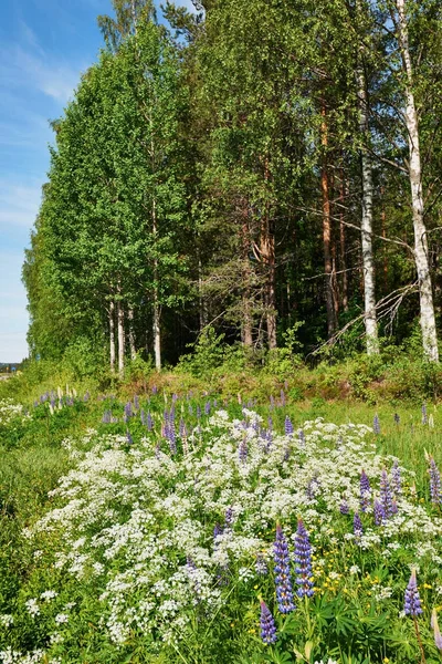 フィンランドの春 — ストック写真