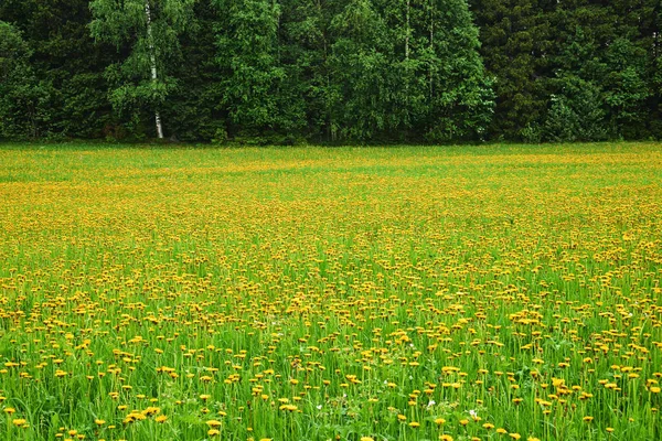 Field of dandelions in bloom in Finland — Stock Photo, Image