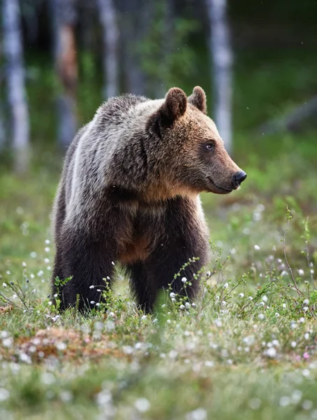 Brunbjörn i finska taigan — Stockfoto