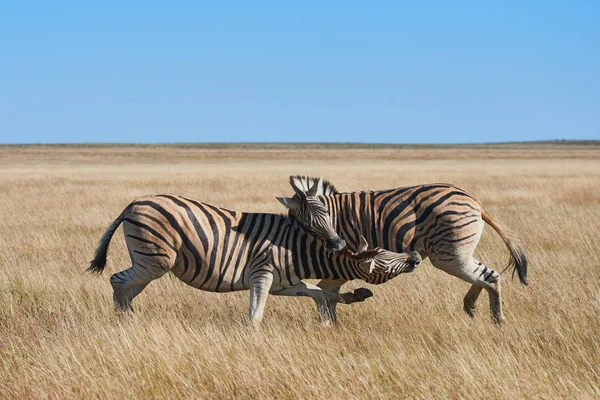 Zebras in Namibia — стокове фото