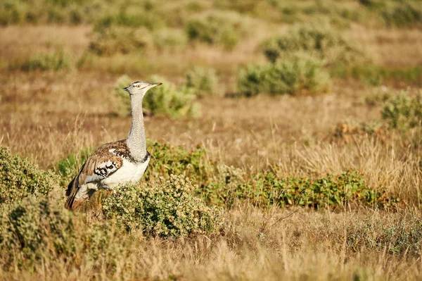 Kori bustard in the savannah — Stock Image Kori bustard in the savannah Royalty Free Stock Photos