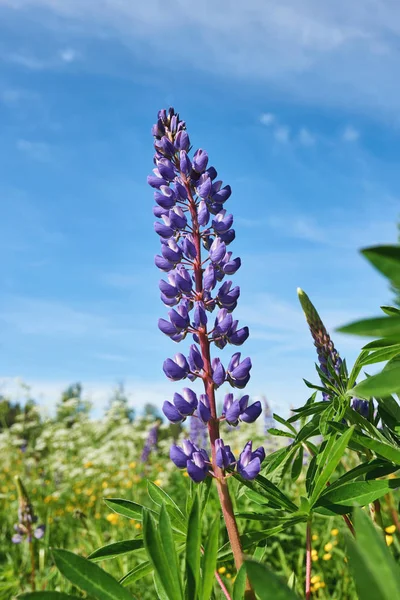 Lupin azul colorido — Fotografia de Stock