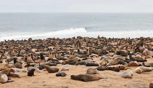 Colônia de focas de pele na Namíbia — Fotografia de Stock