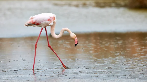 Flamingo rosa solitário — Fotografia de Stock