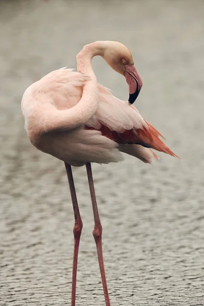 Flamingo rosa solitario, estilo mate —  Fotos de Stock