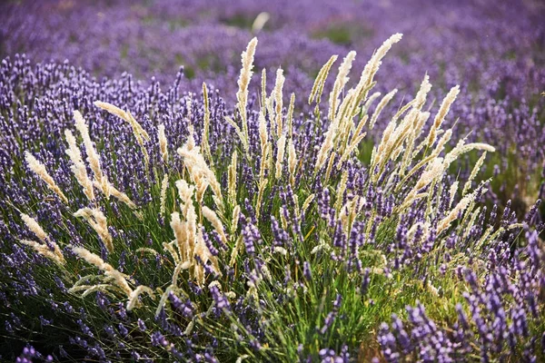 Vita blommor bland lavendel — Stockfoto