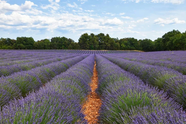 Lavendelveld in de Provence — Stockfoto