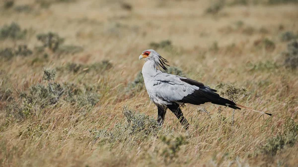 Bellissimo uccello segretario — Foto Stock