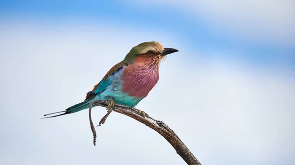 Rolo de peito lilás — Fotografia de Stock