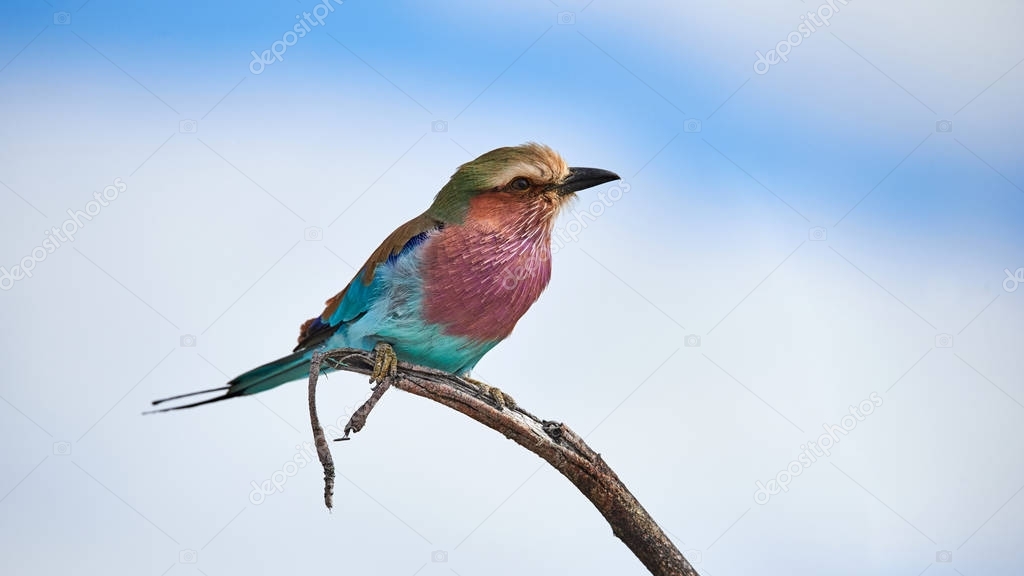 Lilac breasted roller 