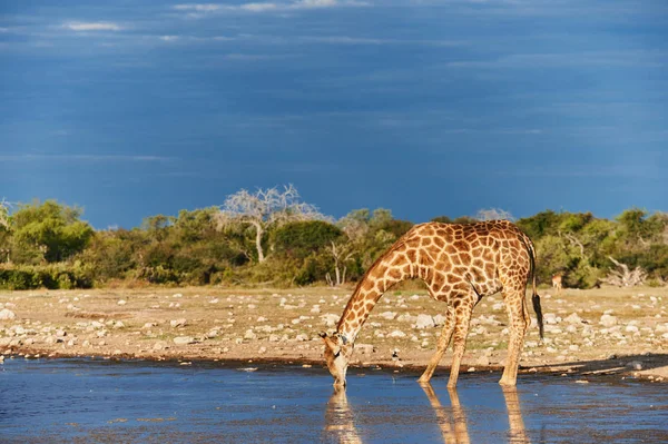 Giraffe drinking in a waterhole — Stock Photo, Image
