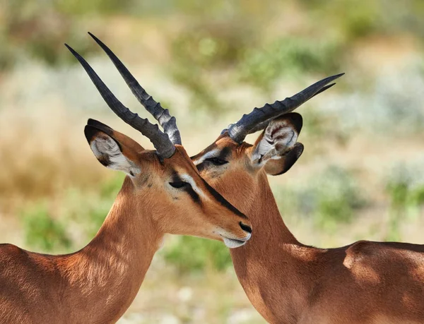 Två svarta inför impala — Stockfoto