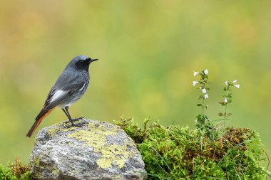 Small bird on a rock clipart