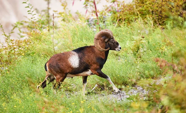 Mooie mannelijke muflon — Stockfoto