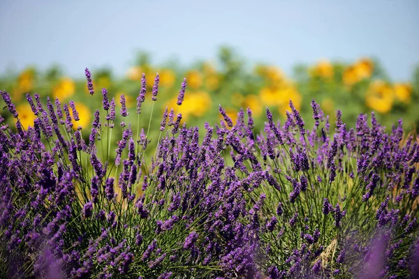 Flor de lavanda em Provence — Fotografia de Stock