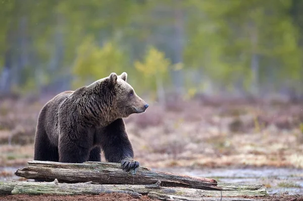 Oso pardo en la taiga — Foto de Stock