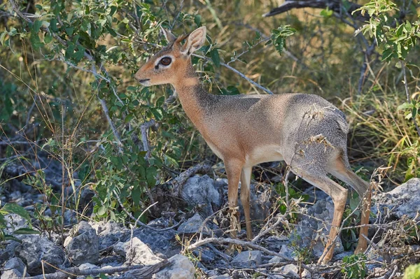 Damara Dik-dik, Namibia — Stock Photo, Image