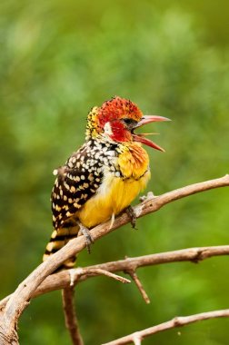 Red and yellow barbet clipart