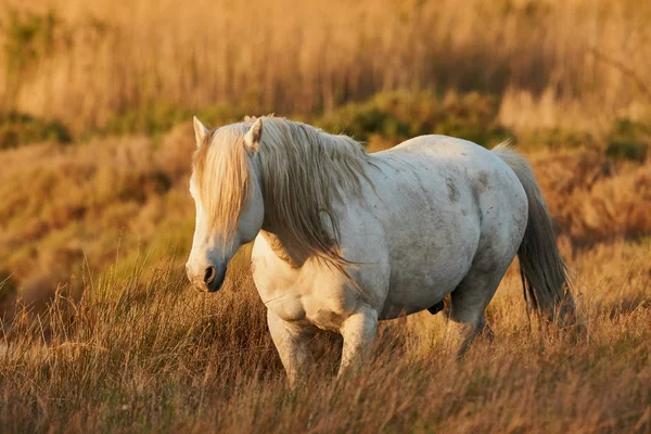 Bílý kůň z camargue — Stock fotografie