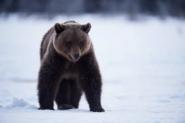 Braunbär im Schnee — Stockfoto