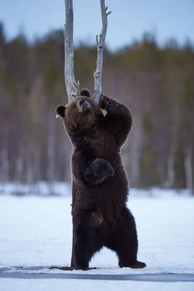 Urso marrom coçar — Fotografia de Stock