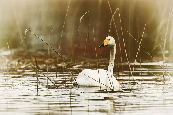 Cisne Swooper blanco, efecto vintage —  Fotos de Stock