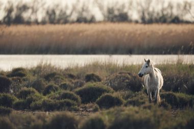 Camargue, mat stil beyaz at.
