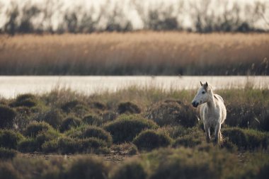 White horse of Camargue, matte style. clipart