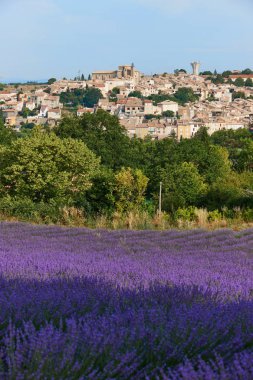 Köy ve lavanta Provence