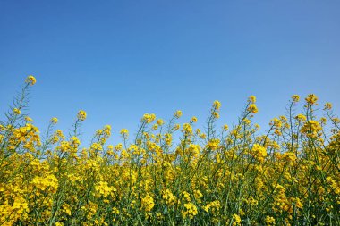 campo hermoso de canola