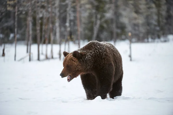Καφέ αρκούδα στο χιόνι — Φωτογραφία Αρχείου
