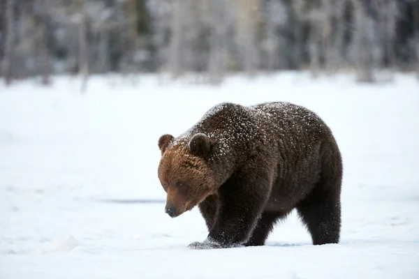 Urso marrom na neve — Fotografia de Stock